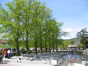 A line of Lime trees surveyed for a Local Authority