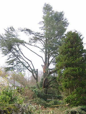 A Cedar that was appraised for its safe useful life after sustaining storm damage