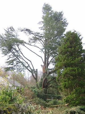 A Cedar that was appraised for its safe useful life after sustaining storm damage
