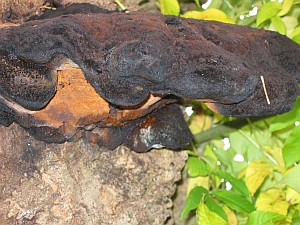 Decay fungi Inonotus hispidus on an Ash tree 